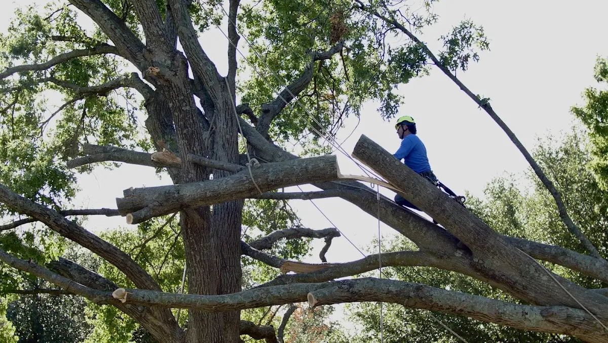 Professional Crown Thinning performed by certified arborists in Maybee